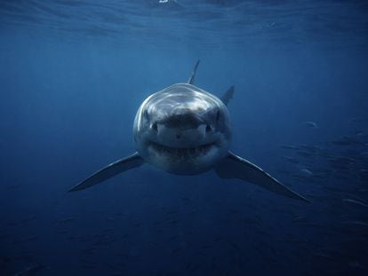 El tiburón blanco es tres veces más pequeño de lo que fue el megalodón, pero le sobrevivió y es posible que fuera factor en su extinción.