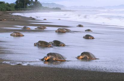 Tortugas olivaceas llegan a depositar sus huevos a una playa en Costa Rica. Estos reptiles marinos han sido objeto de defensa de ambientalistas costarricenses desde hace décadas.
