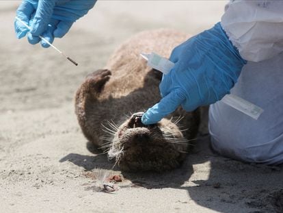 Personal del Servicio Nacional Forestal y de Fauna Silvestre (SERFOR) revisa una nutria que murió en Chepeconde, en Lima, Perú, 22 de febrero de 2023.