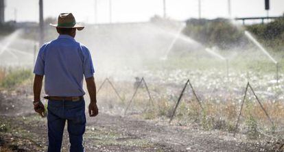 Un agricultor en uno de los regadíos de la zona de Nueva Jarilla, en Jerez.