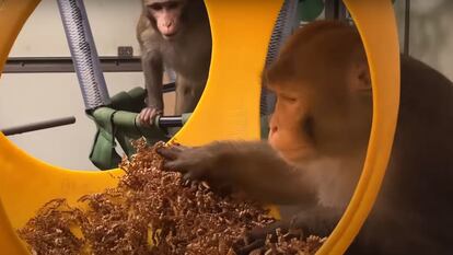 Dos macacos en los estudios del proyecto PRIME de Neuralink.