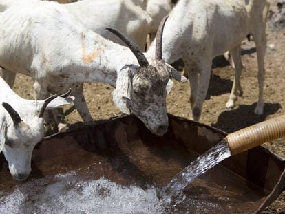 Unas cabras beben agua procedente de un camión que abastece a un grupo de pastores nómadas periódicamente.