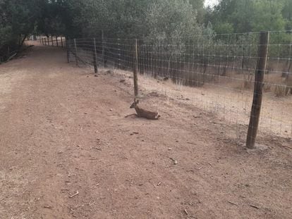 Un corzo junto en una finca vallada en Valdetorres del Jarama.