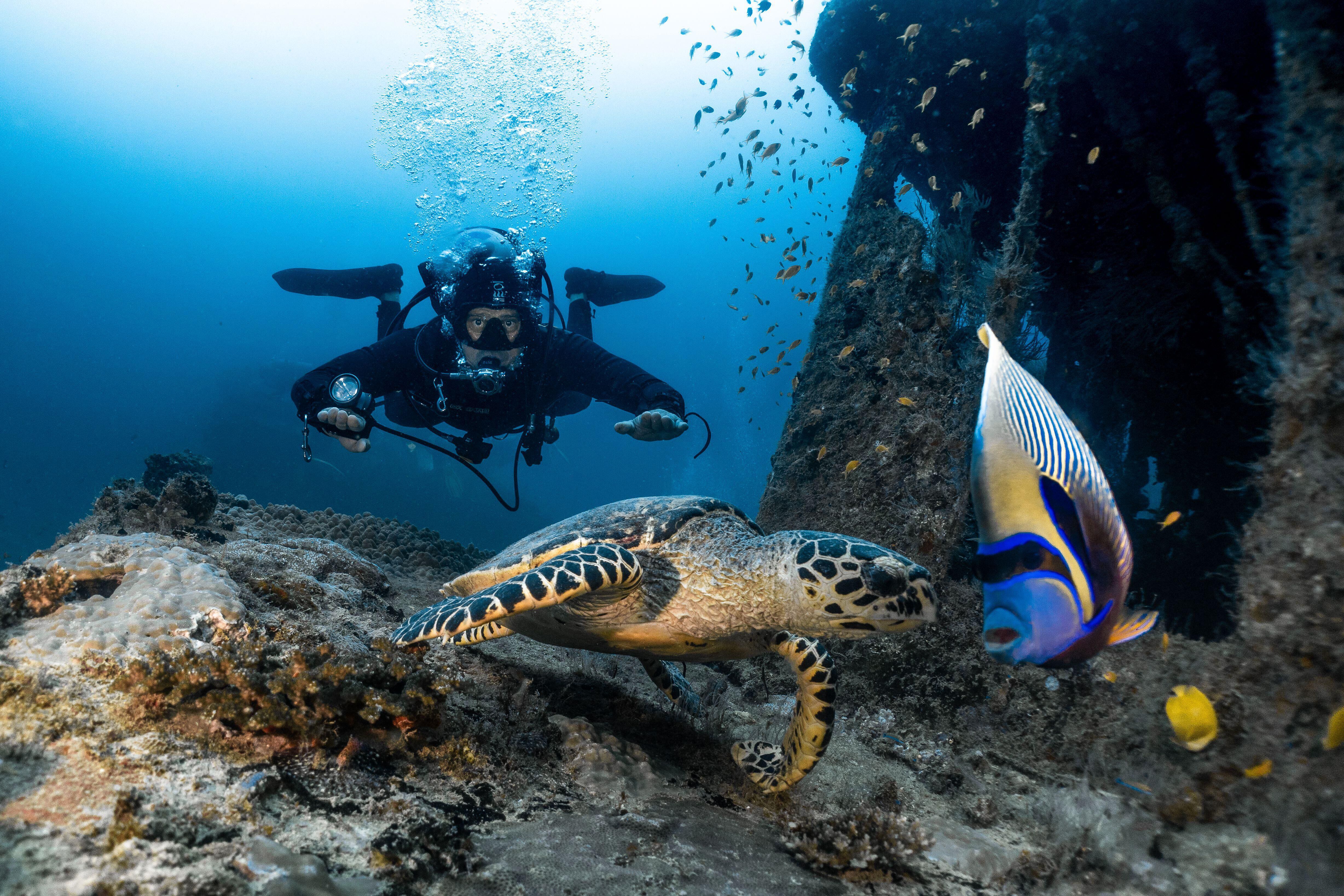 Buceo en aguas de Maldivas entre tortugas y un pez ángel emperador.
