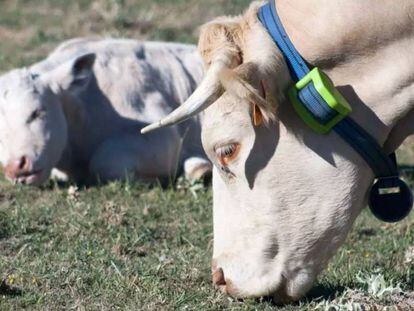 Digitanimal: el dispositivo que cuida de tu ganadería a través del Smartphone