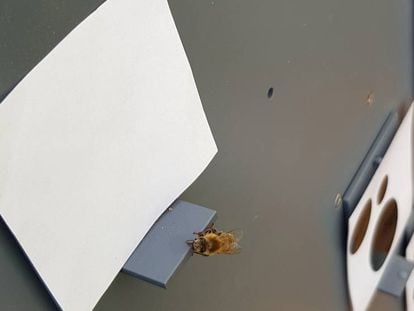 Una abeja entrenada para identificar el número más pequeño de círculos escoge el 'cero'.