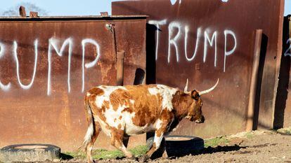 Una vaca en una granja con una pintada sobre Trump.