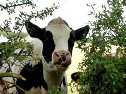 Los casos clásicos de la enfermedad de vacas locas son provocados por la alimentación del ganado con piensos que contienen tejidos cerebrales o espinales de otros rumiantes, una práctica prohibida en Brasil. EFE/Archivo