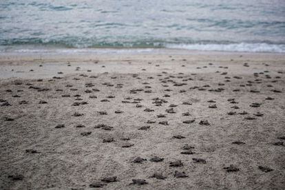 Un grupo de tortugas marinas caminan hacia el Golfo de California.