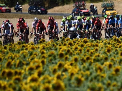 El pelotón a su paso cerca de un campo de girasoles, en la cuarta etapa del Tour de Francia. 