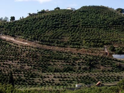 Plantación de aguacates en uno de los municipios de la Axarquía malagueña.