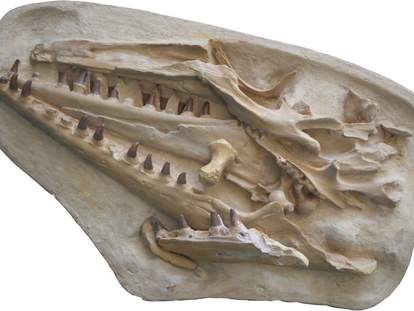 Réplica en yeso del cráneo del mosasaurio que guarda el Museo de Historia Natural de Maastricht.