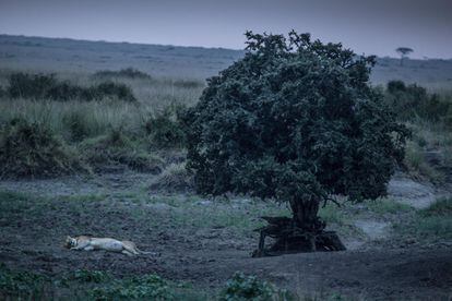 Una leona descansa al anochecer bajo un árbol en el interior del Parque Nacional del Masái Mara, en el suroeste de Kenia. La pérdida billonaria de ingresos del sector turístico supone también un riesgo para la propia existencia del Mara, bordeado por unas 15 áreas de conservación privadas en las que más de 100.000 personas se benefician como arrendatarios, guías turísticos o guardabosques.