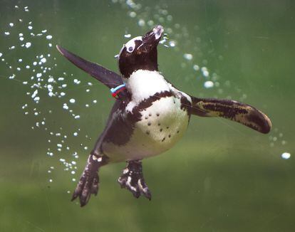 Un pingüino buceando en una piscina del zoo Opel en Kronberg (Alemania).