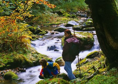 La reserva asturiana de Muniellos atesora un bosque único de roble albar poblado por osos y lobos.