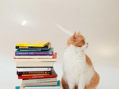La gata Mía posa junto a unos libros.