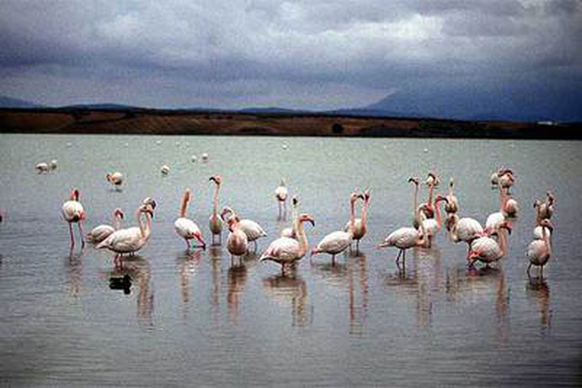 Pajarera Casa de pájaros Casa de pájaros marino Pajarera al aire