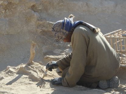 A worker from the Djehuty Project digs up the remains of the tree.