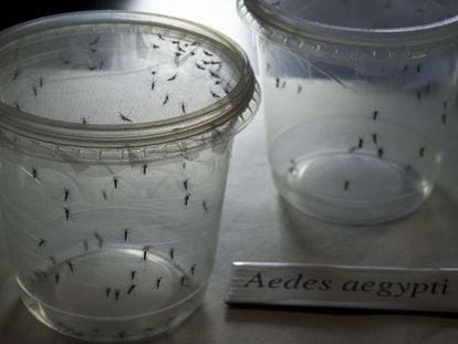 Mosquitos Aedes aegypti, transmisores del virus zika, en el Instituto de Ciencias Biomédicas de la Universidad de Sao Paulo el pasado 8 de enero.