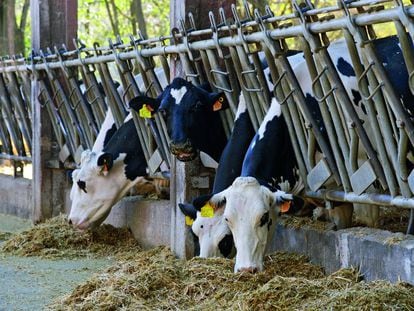 Vacas comiendo el bagazo en La Fageda (Girona).