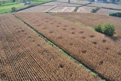 Los Mossos intervienen 200 plantas de marihuana ocultas en campos de maíz