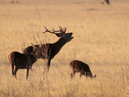 Ciervos en el Parque Nacional de Cabañeros durante la berrea.