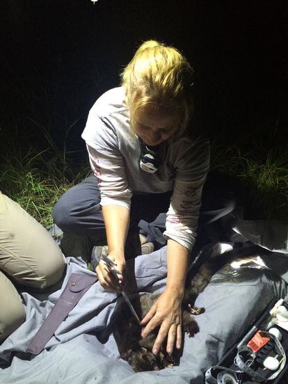 La investigadora Denise McGregor mide un petauro sobre el terreno.