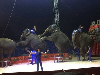 Elefantes del Circo Gottani, en una foto del 4 de abril 2018.