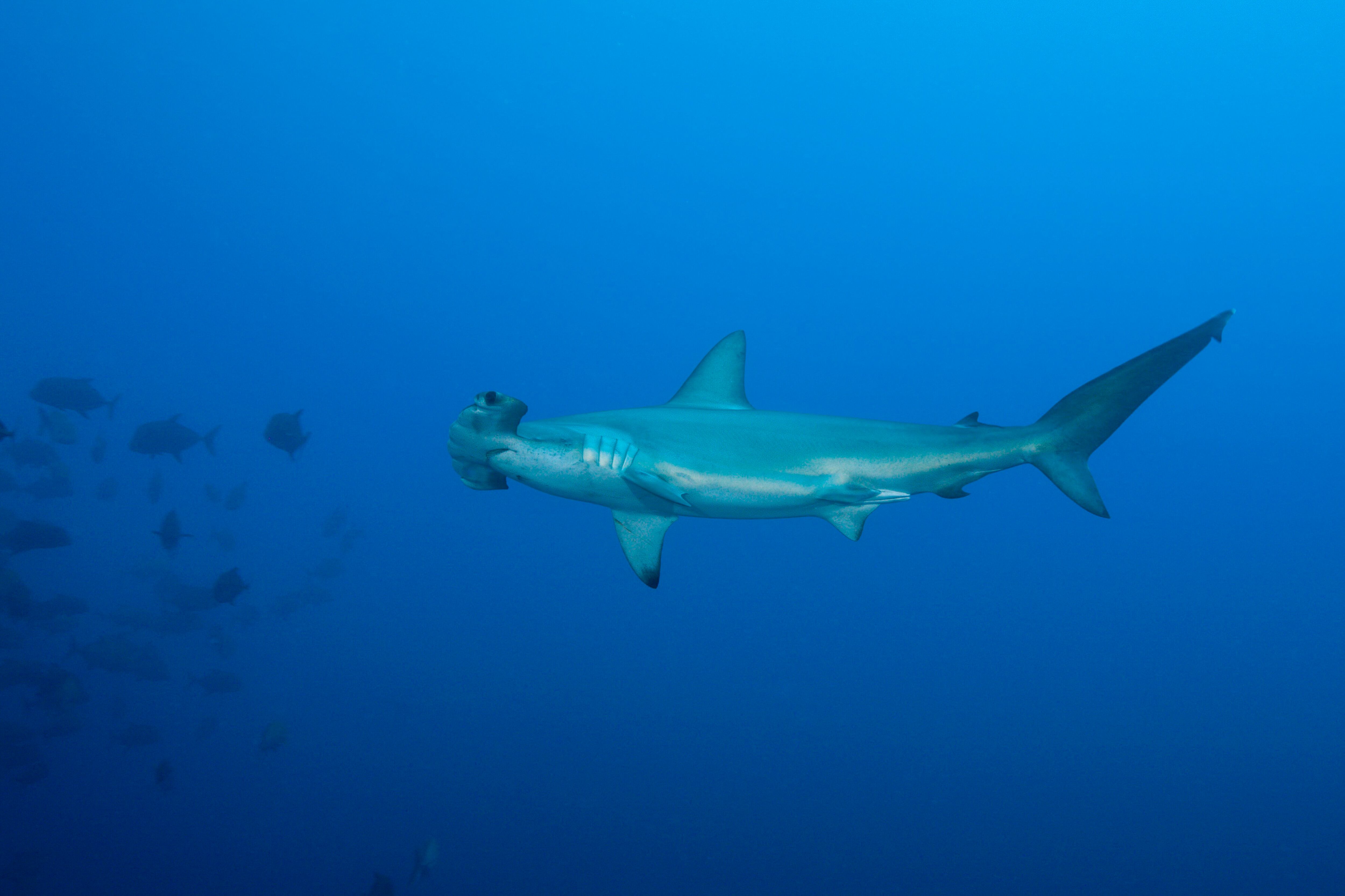 Un tiburón martillo en las Islas de Revillagigedo, en México.
