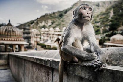 Un mono en el templo de Galta, a las afueras de Jaipur (India).