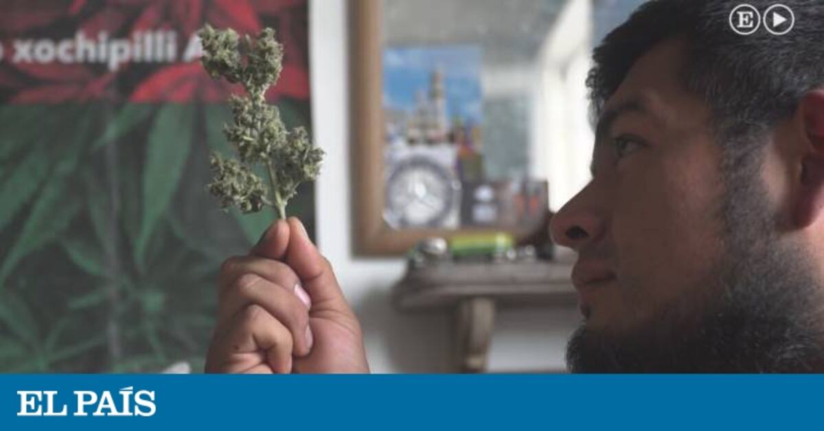 Legalización de la marihuana en México: Las voces de la legalización