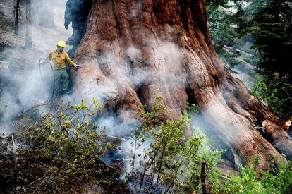 Un bombero protege una sequoya del incendio Washburn, que arde en la arboleda Mariposa, conocida por sus secuoyas gigantes, en el parque nacional Yosemite (California).