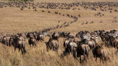 Migración de ñúes y cebras en el parque nacional Masái Mara, en Kenia.