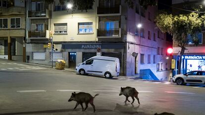 Jabalíes en el centro del barrio barcelonés de Vallvidrera.