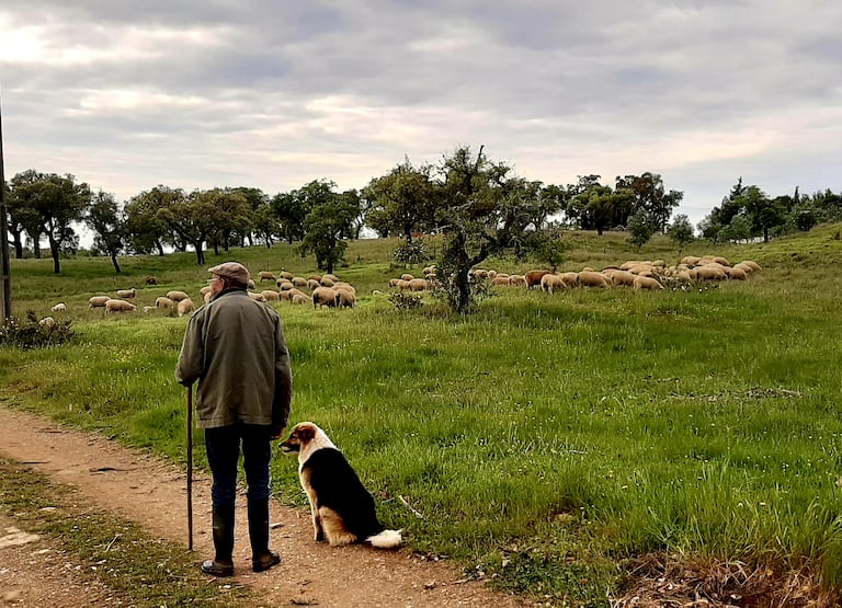 Horacio pastorea sus ovejas en la aldea de Santa Margarida da Serra, en el Alentejo portugués.