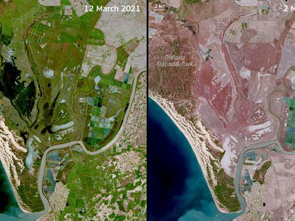 Imágenes de satélite del 12 de marzo de 2021 (izquierda) y el 2 de marzo de 2022 (derecha) del parque de Doñana, en Huelva. La imagen de la izquierda muestra la vegetación en plena floración mientras que un año después la misma zona está falta de agua y de vegetación por la sequía.
