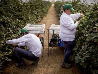 Huelva cambia sus cultivos de fresa por arándanos, frambuesas y moras ante el alza del consumo de estas bayas en el extranjero