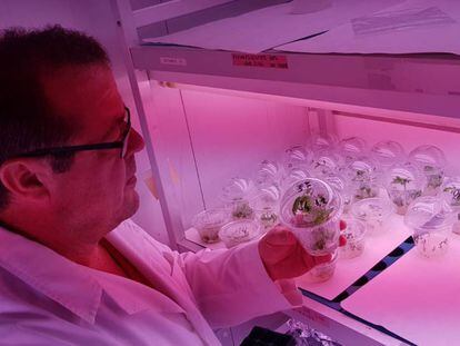 Antonio Granell inspecciona los brotes de plantas de tomate editadas con CRISPR.