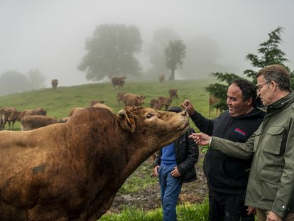 El presidente del PP, Alberto Núñez Feijoó, esta mañana en la ganadería El Cerrillo, en Ruesga (Cantabria).