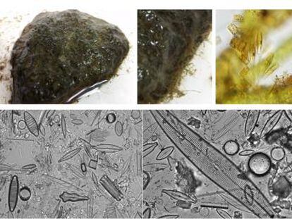 Las aguas residuales llevan narcóticos que afectan a las algas, bacterias e insectos fluviales
