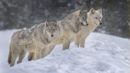 Lobos grises en Yellowstone, en una imagen de este año.