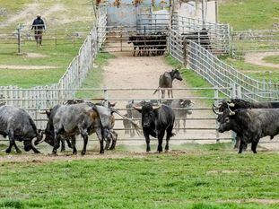 Toros de la ganadería de Victorino Martín, en la dehesa cacereña.