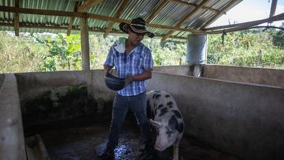 Jonn Eduard , excocalero y campesino, alimenta los cerdos de su finca, en San José de Uré (Colombia).