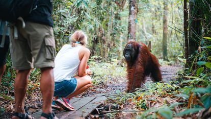 Tourist have a close encounter with wild Orangutan in Borneo