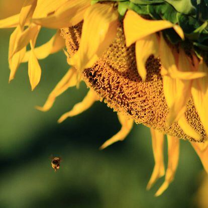 Las abejas son el polinizador más efectivo del mundo, de lo que depende un tercio de la producción mundial de alimentos.