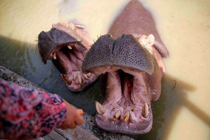 Dos hipopótamos comen zanahorias en un lago de un parque de animales de El Cairo (Egipto).