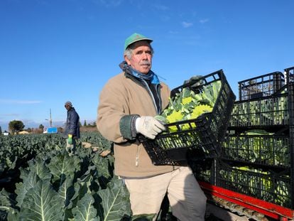 Pedro Valero, agricultor del Campo de Elche, recoge su cosecha de romanesco.