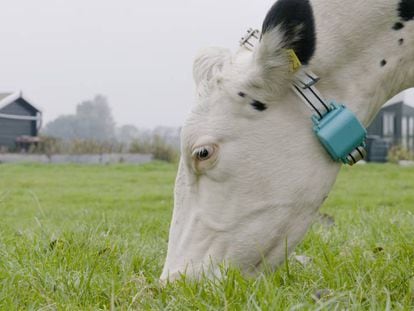 El ‘wearable’ que produce más leche de vaca