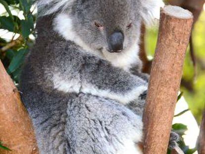 Un koala en un zoo de Sídney, Australia.
