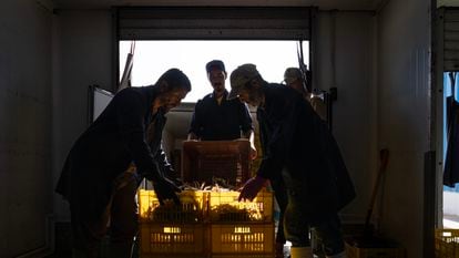 Trabajadores de una fábrica en la zona de Gabes (Túnez) reciben cajas de cangrejo azul para procesar.